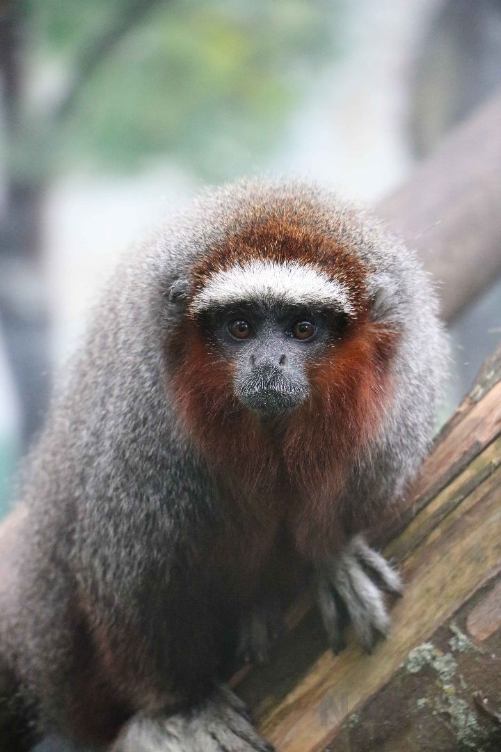 Ornate titi, May 2016