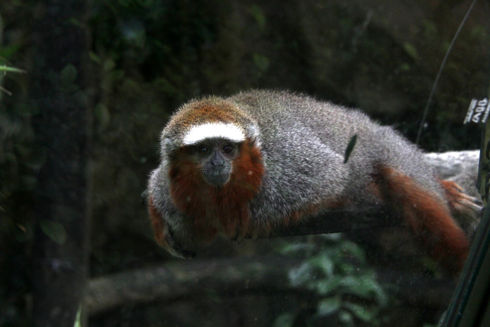 ornate titi (Plecturocebus ornatus) aka (Callicebus ornatus)