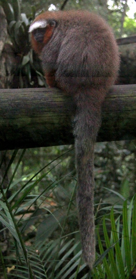 ornate titi (Plecturocebus ornatus) aka (Callicebus ornatus)