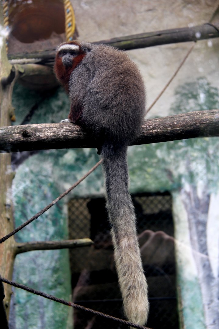 ornate titi (Plecturocebus ornatus) aka (Callicebus ornatus)