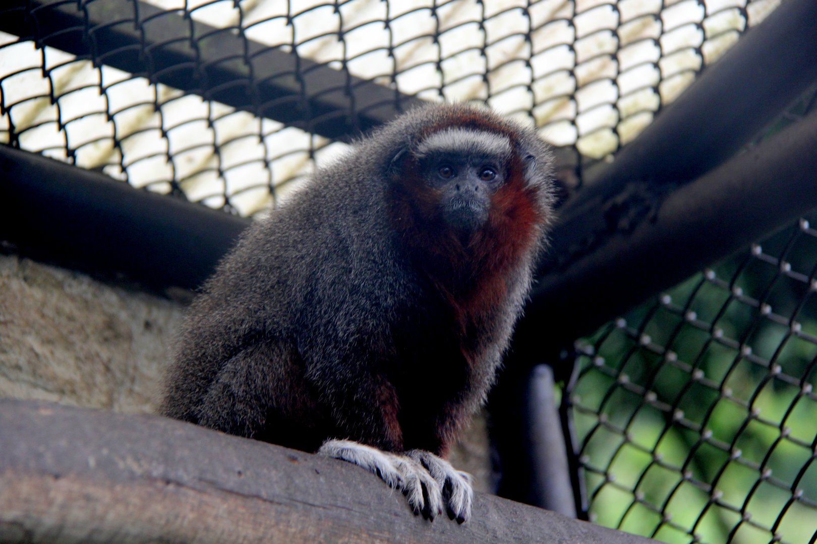 ornate titi (Plecturocebus ornatus) aka (Callicebus ornatus)
