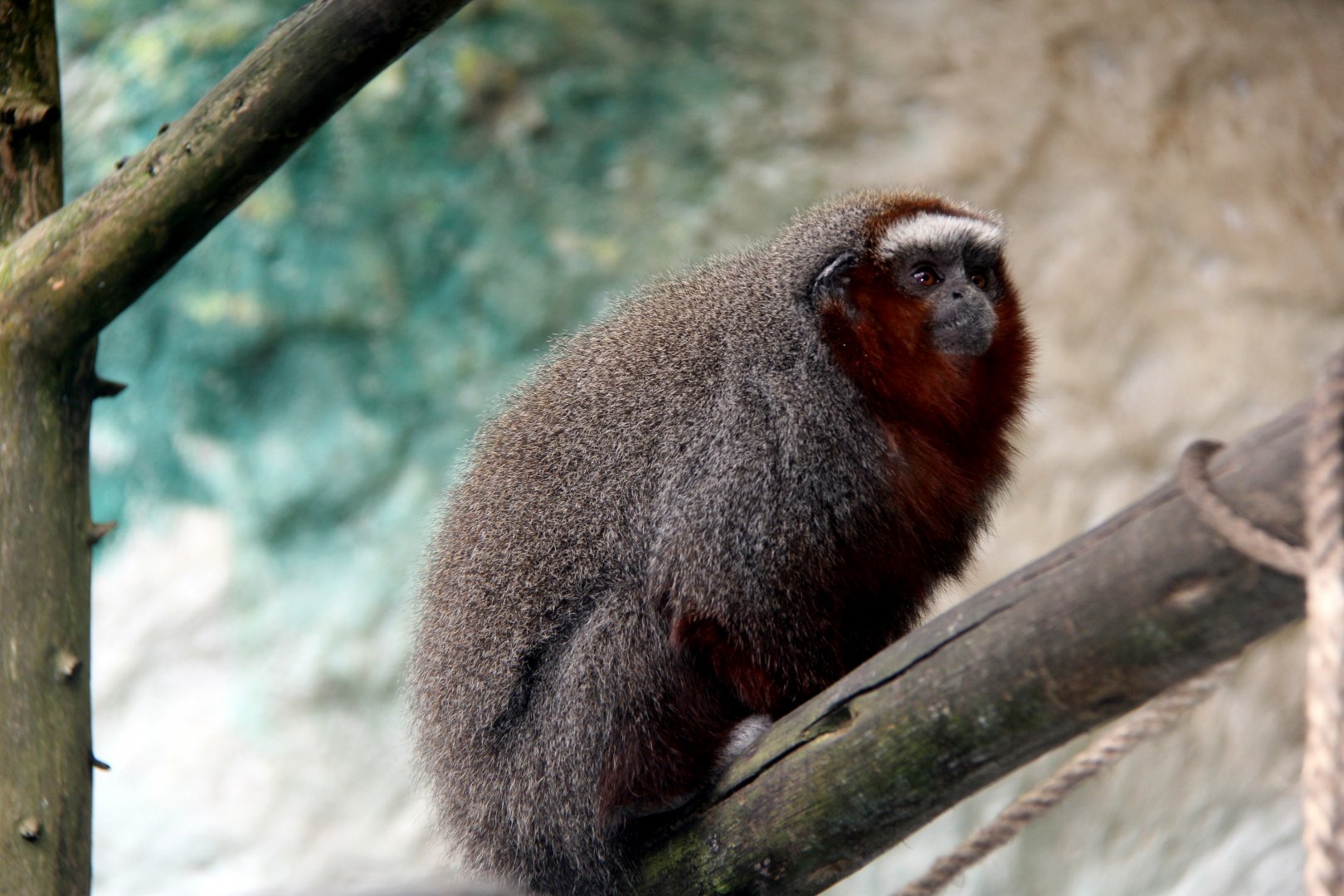 ornate titi (Plecturocebus ornatus) aka (Callicebus ornatus)