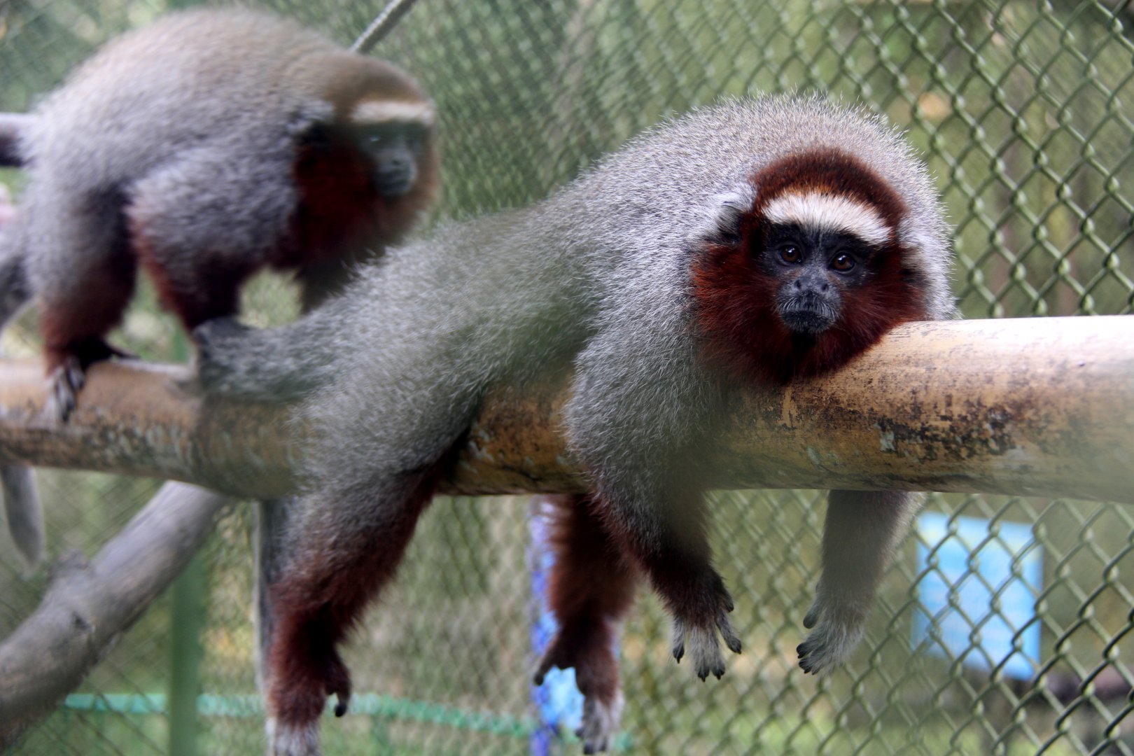 ornate titi (Plecturocebus ornatus)