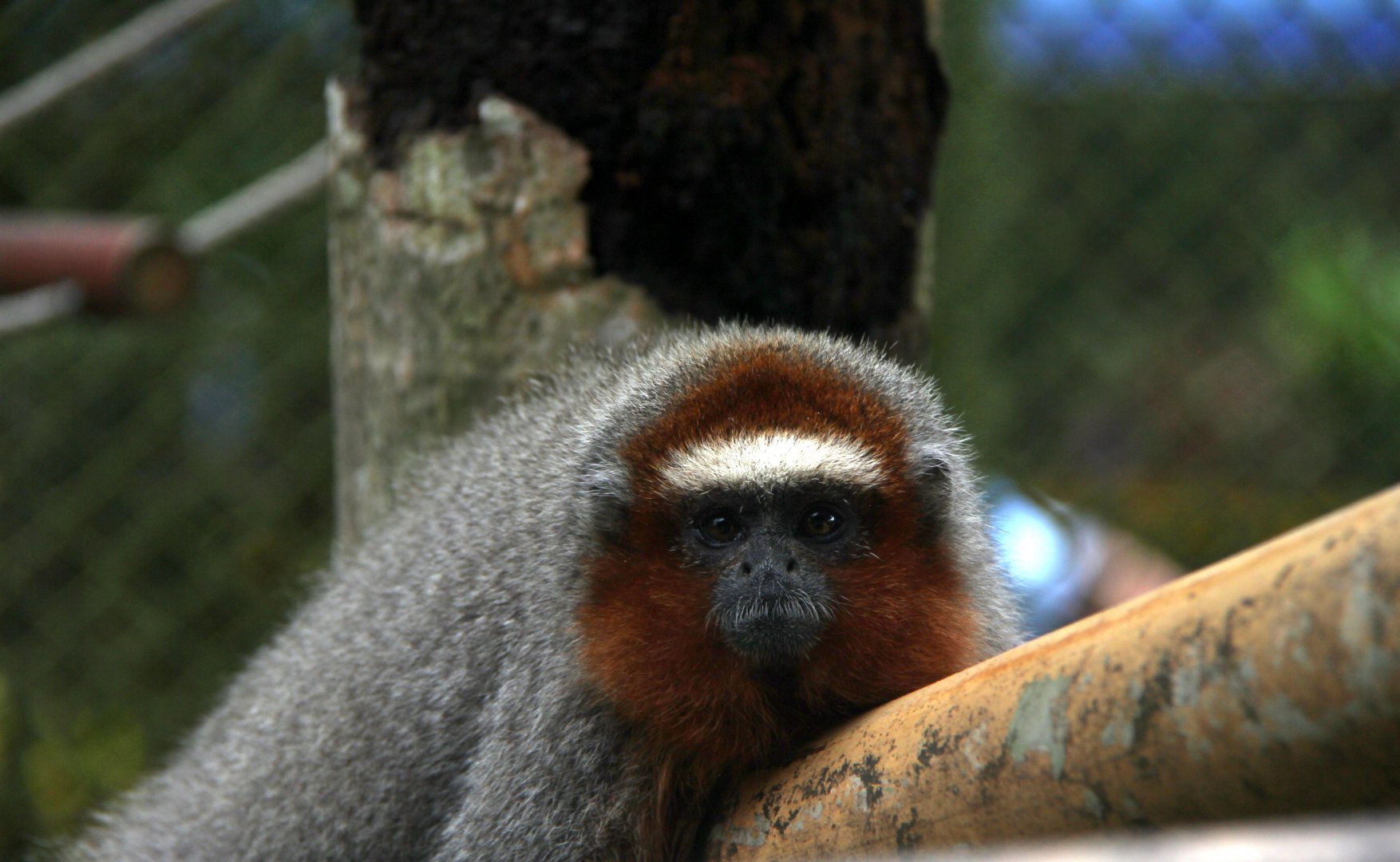 ornate titi (Plecturocebus ornatus)