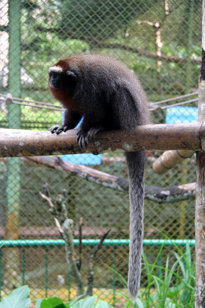 ornate titi (Plecturocebus ornatus)