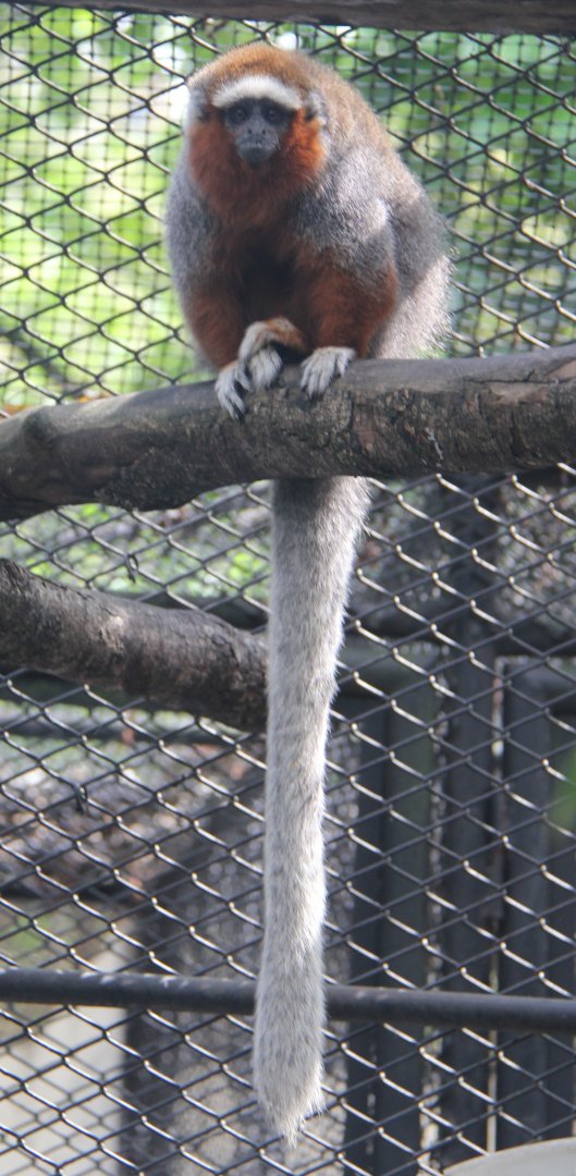 ornate titi (Plecturocebus ornatus)
