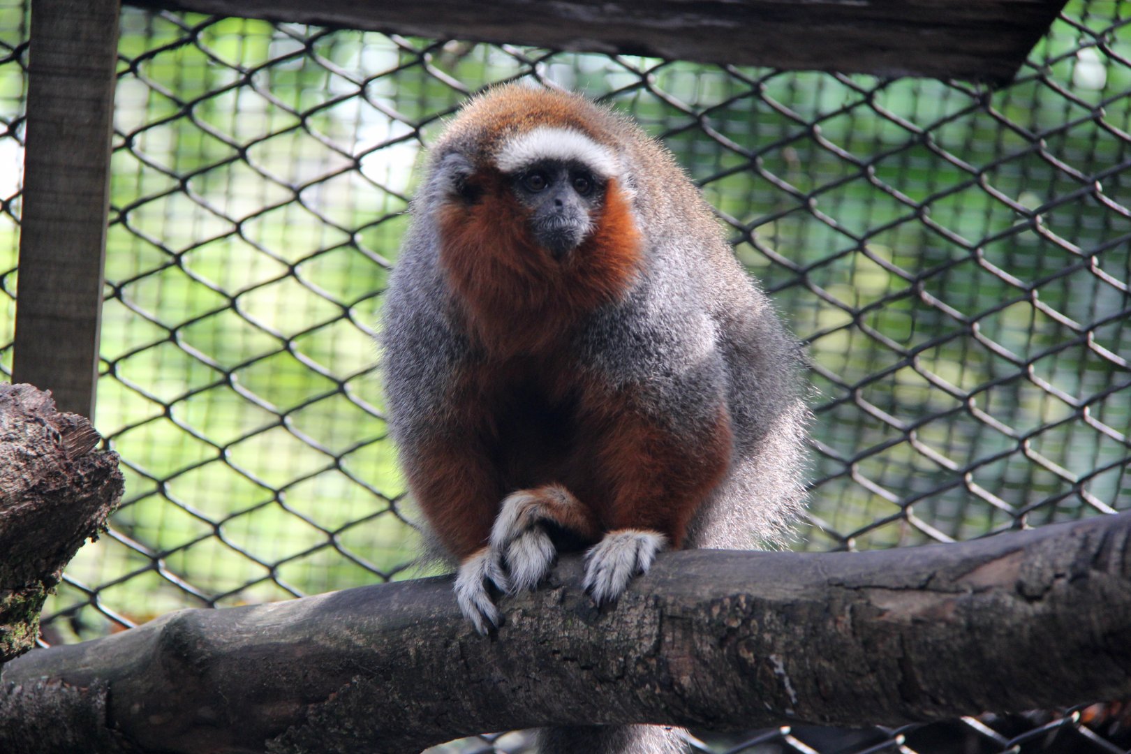 ornate titi (Plecturocebus ornatus)