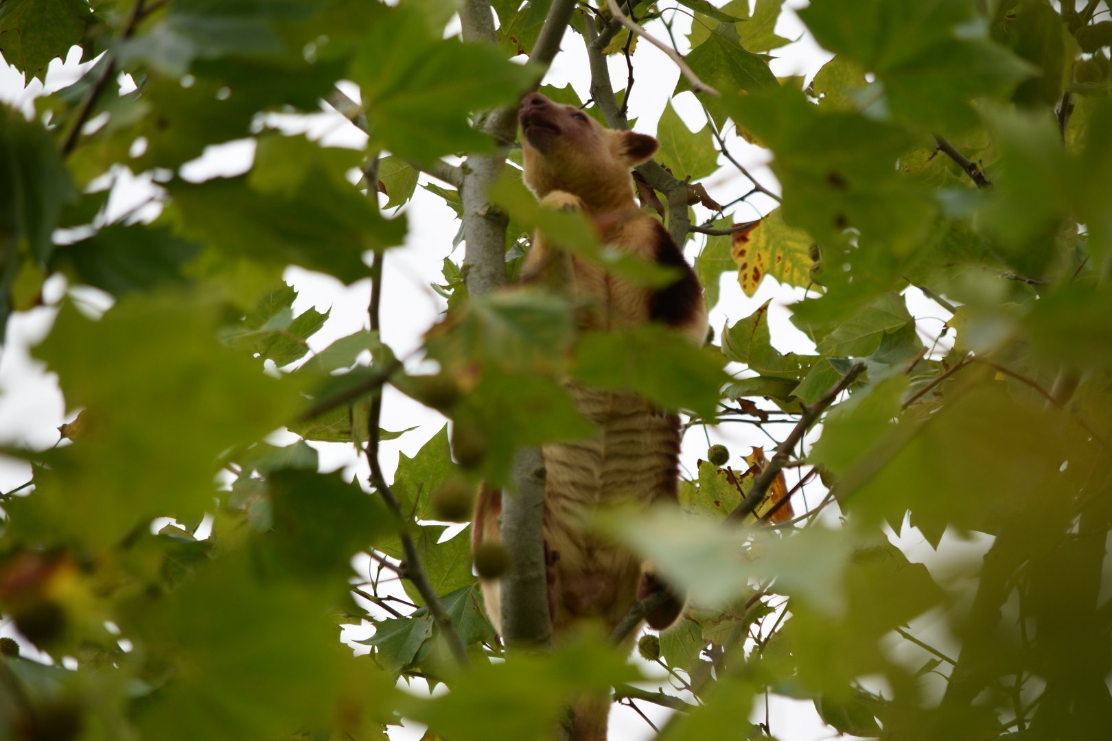Ornate tree-kangaroo