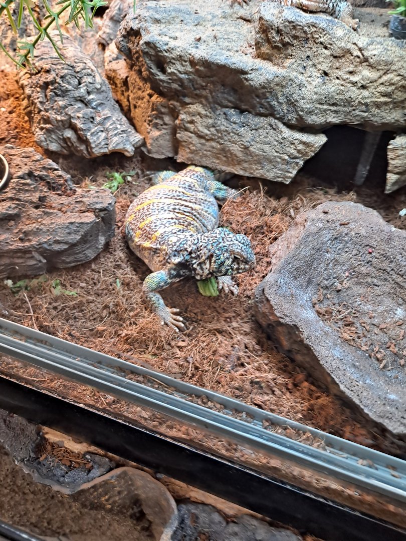 Ornate Uromastyx (11/14/24)