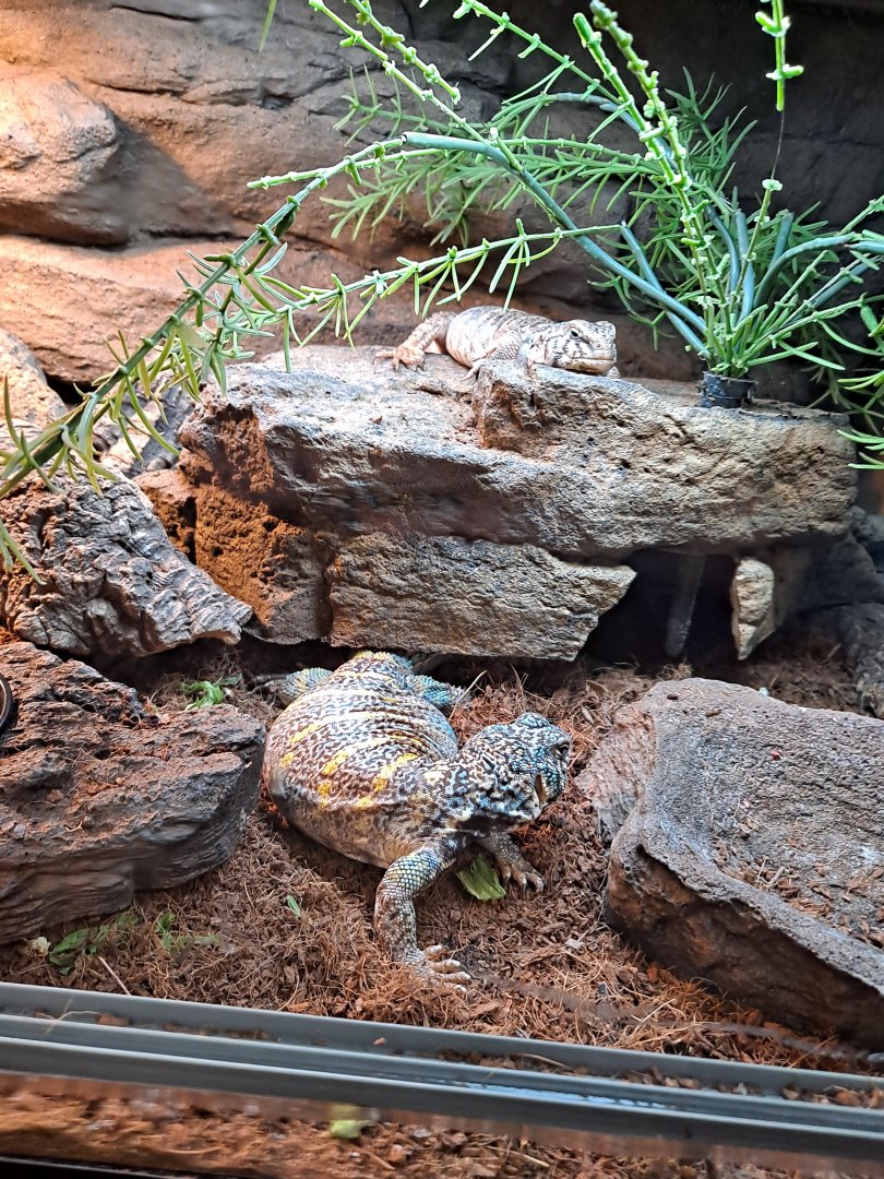 Ornate Uromastyx (11/14/24)