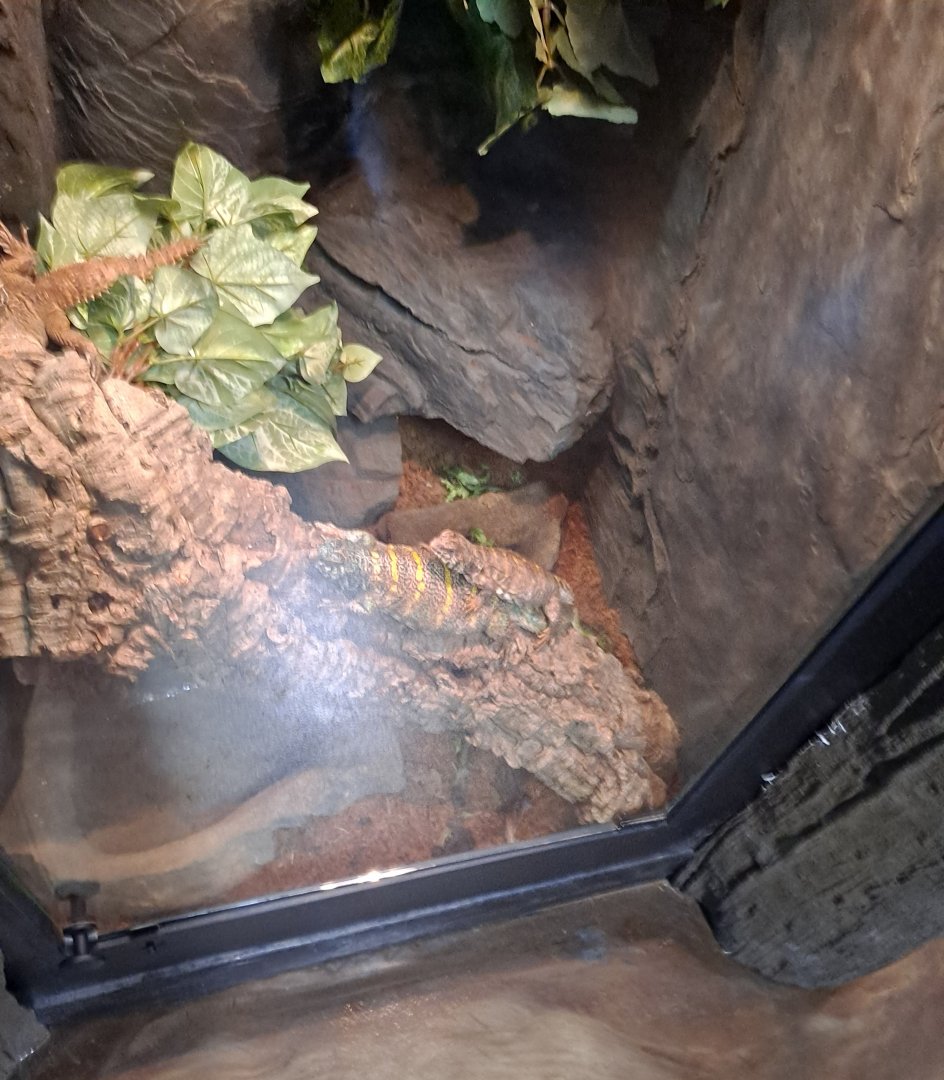 Ornate Uromastyx Exhibit (4/19/25)
