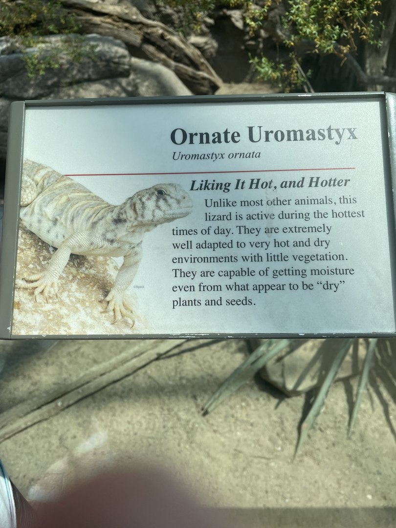 Ornate Uromastyx Signage