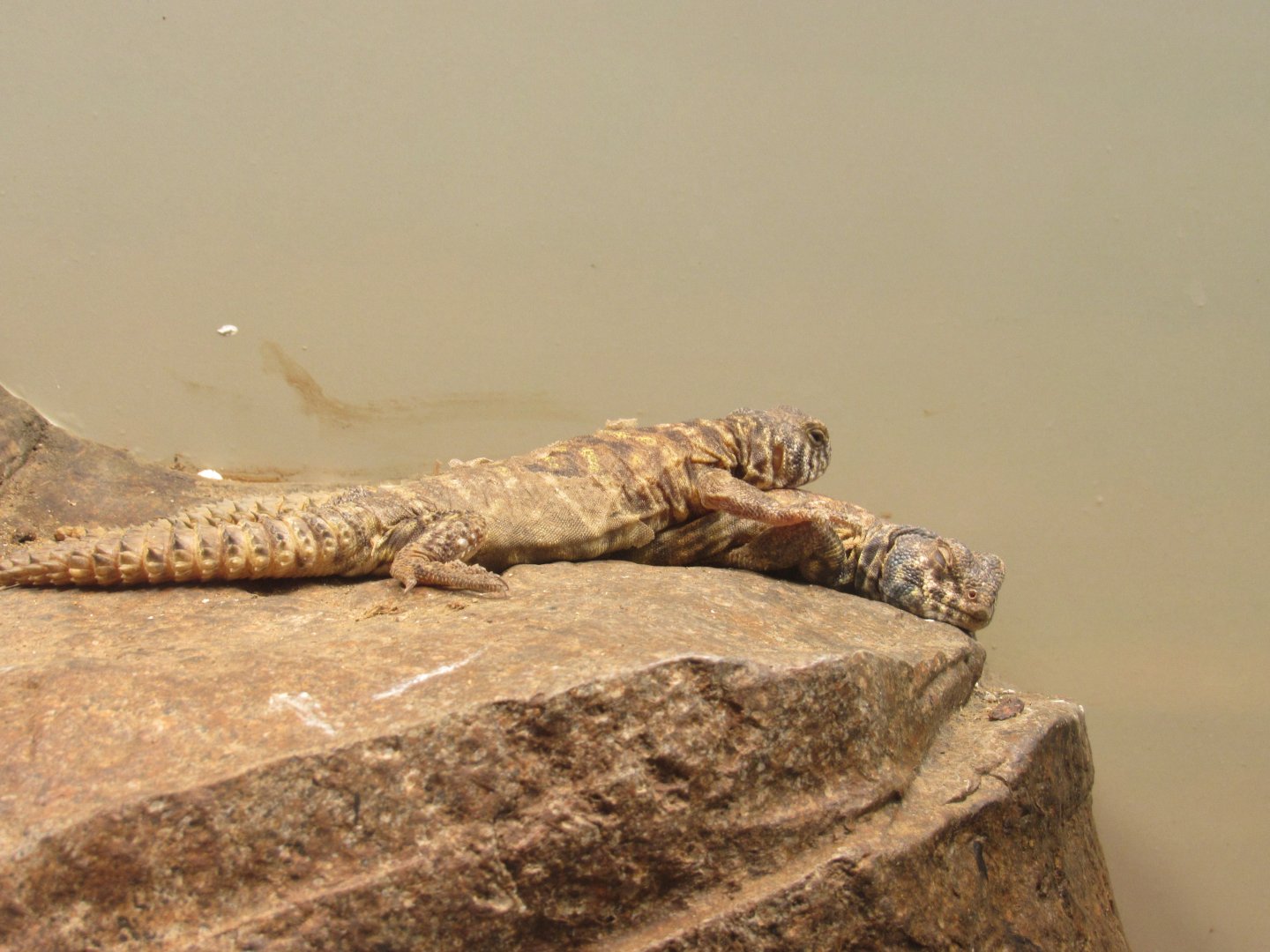 Ornate Uromastyx (Uromastyx ornata)