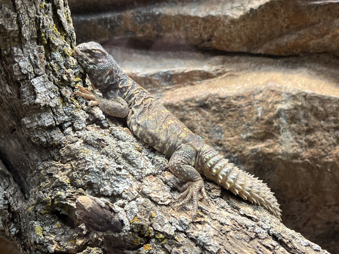 Ornate Uromastyx (Uromastyx ornata)