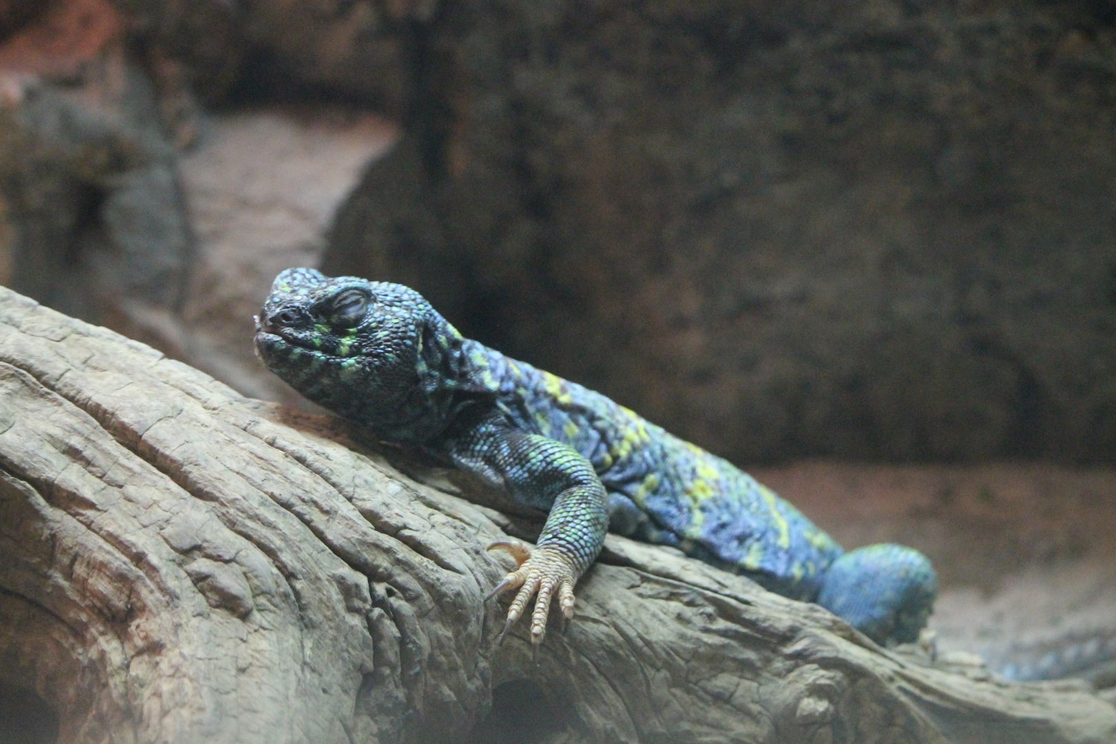 Ornate Uromastyx (Uromastyx ornata)