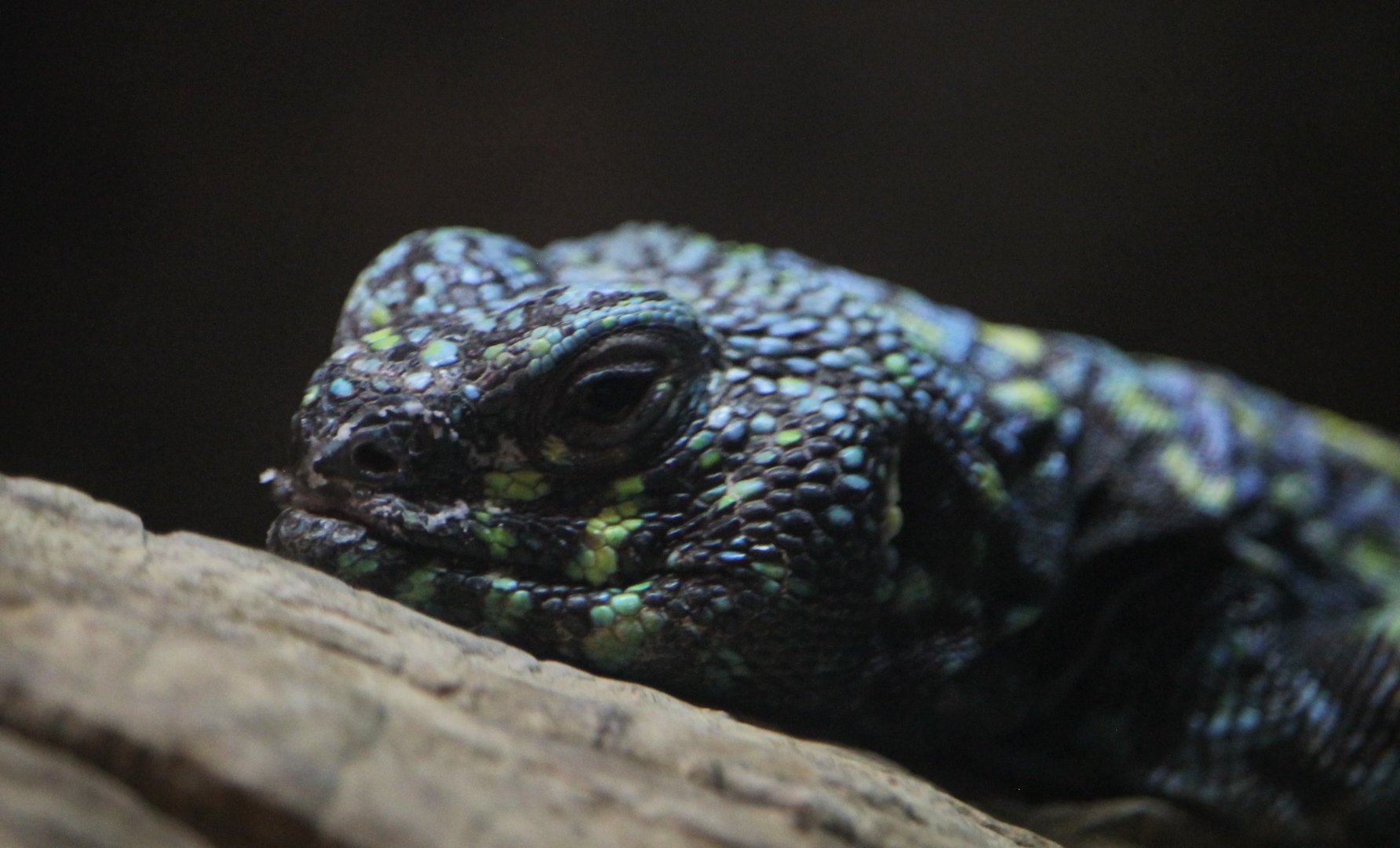 Ornate Uromastyx (Uromastyx ornata)