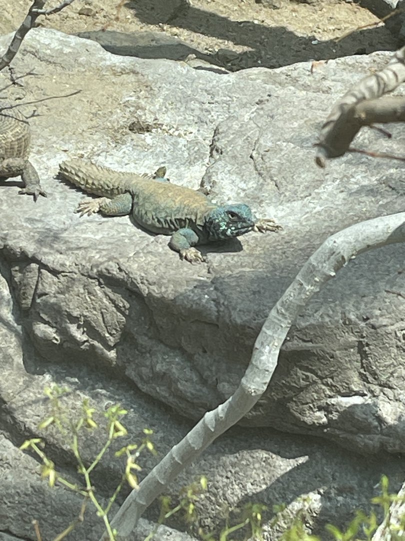 Ornate Uromastyx