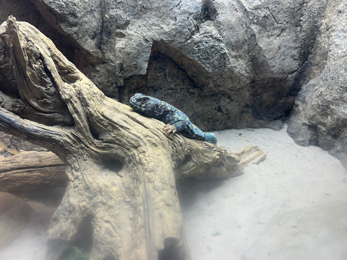 Ornate Uromastyx