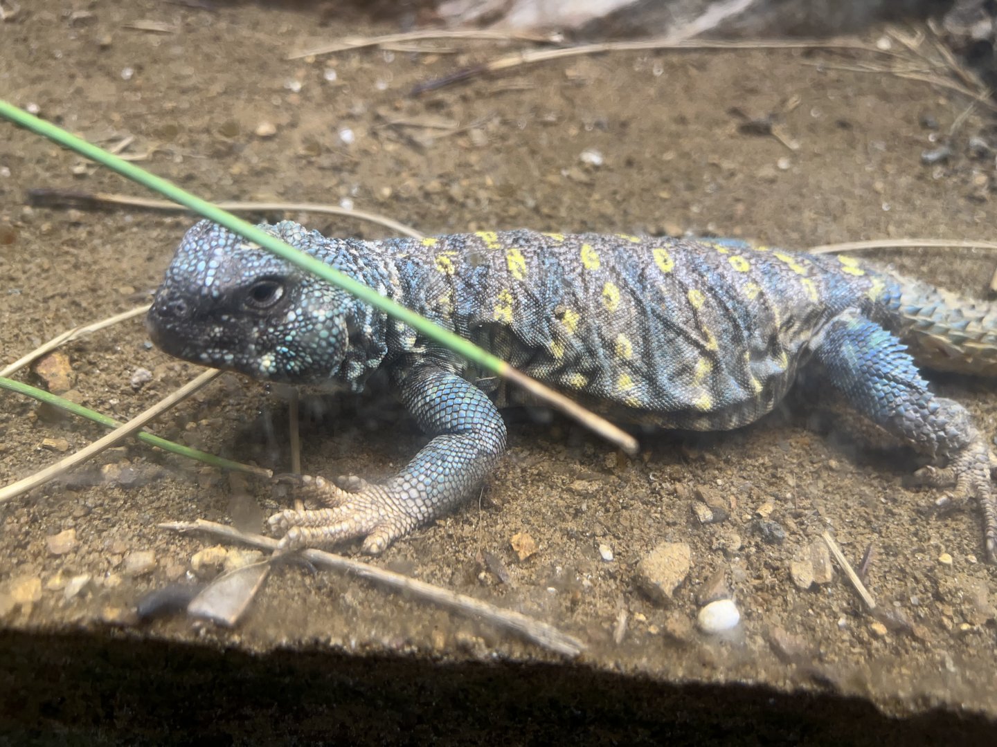 Ornate Uromastyx