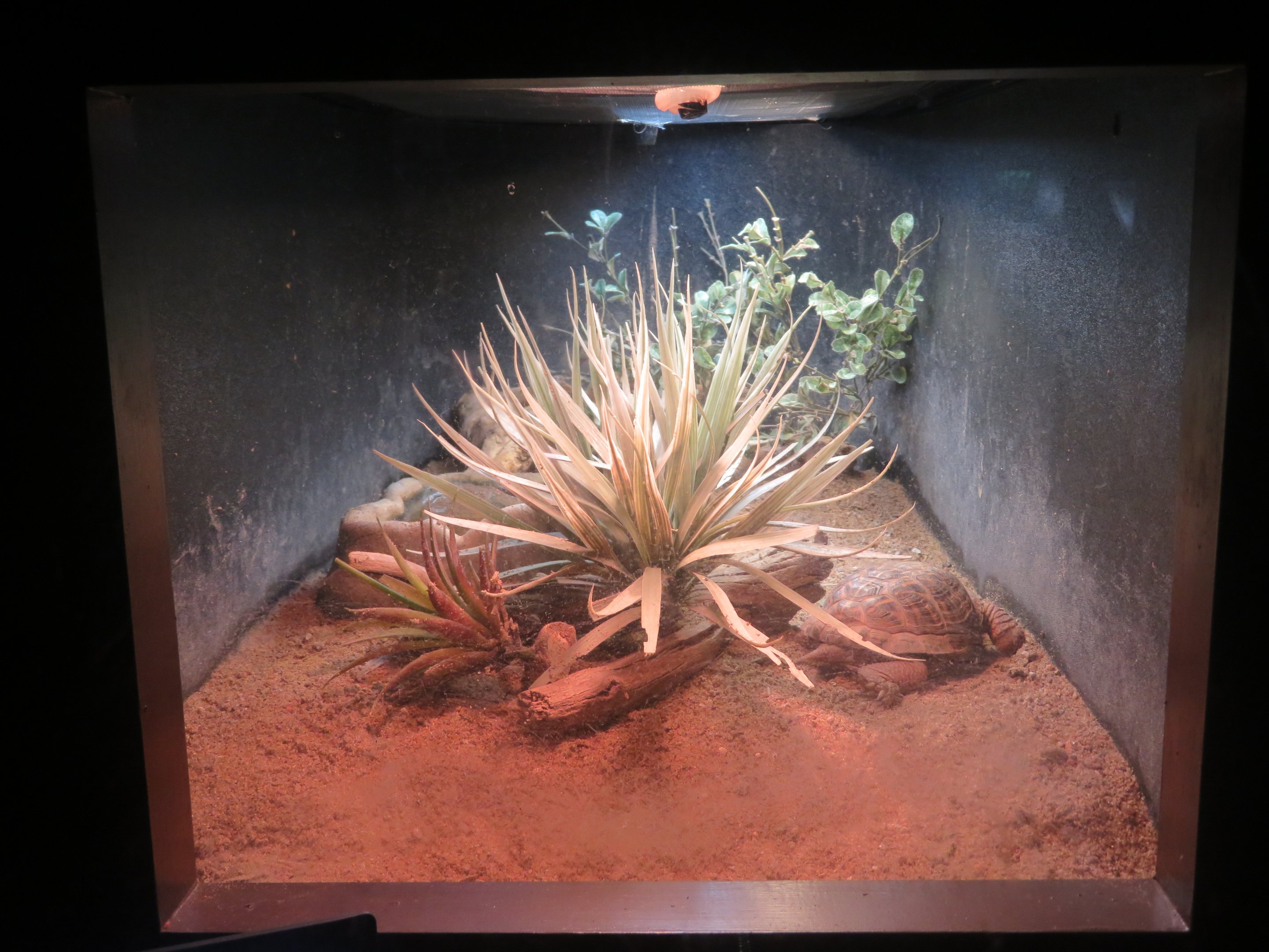 Ornate/Western Box Turtle