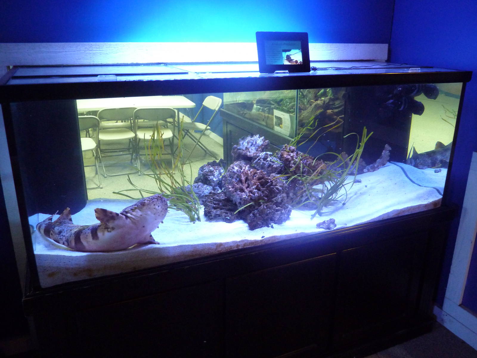 Ornate Wobbegong Exhibit