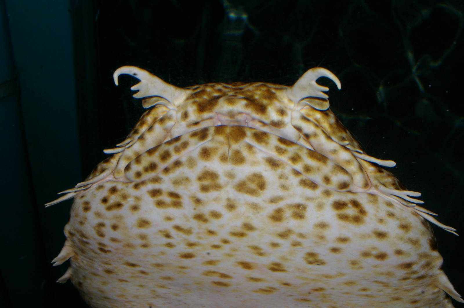 ornate wobbegong (Orectolobus ornatus)