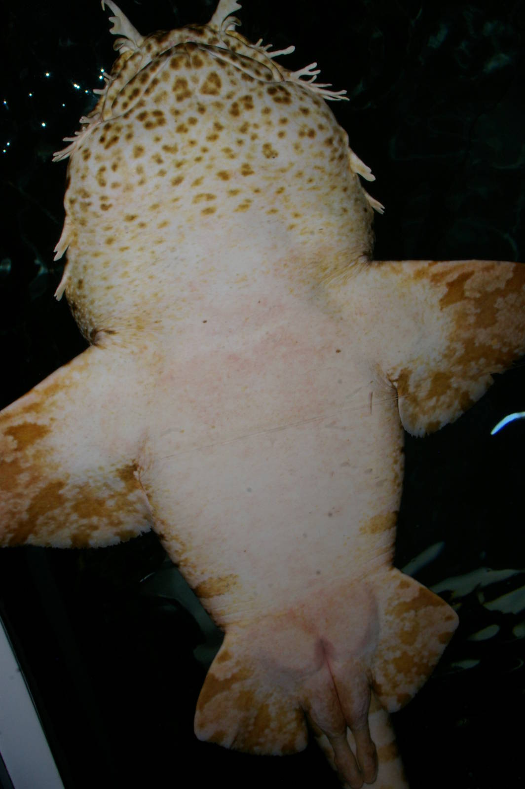 ornate wobbegong (Orectolobus ornatus)