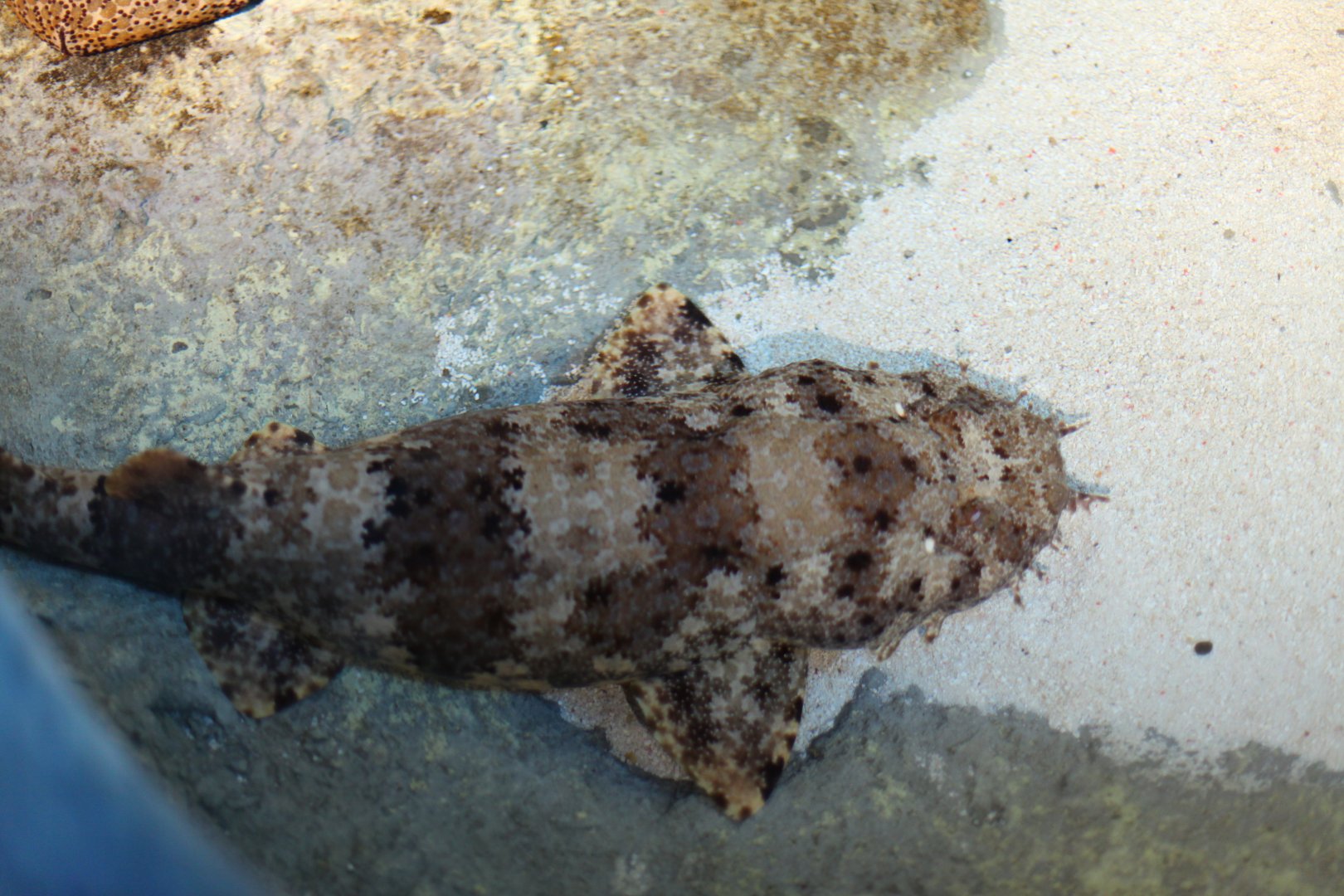 Ornate wobbegong (Orectolobus ornatus)