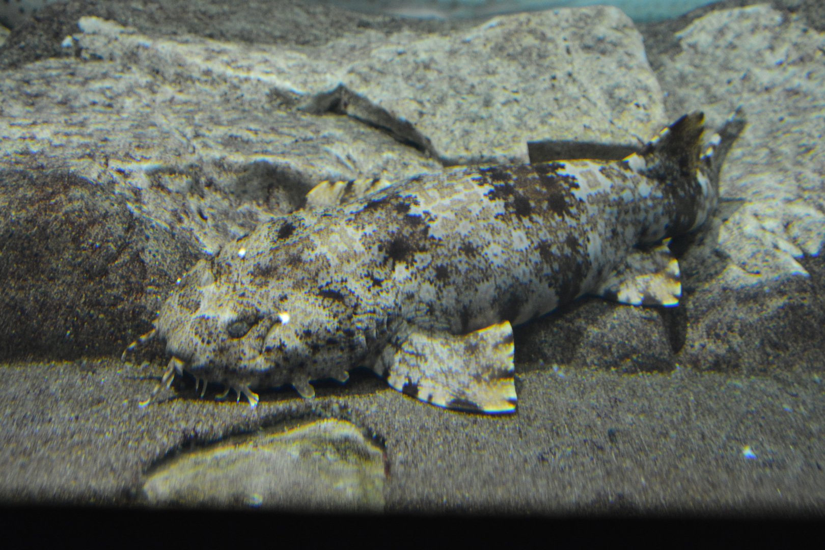 Ornate wobbegong (Orectolobus ornatus)
