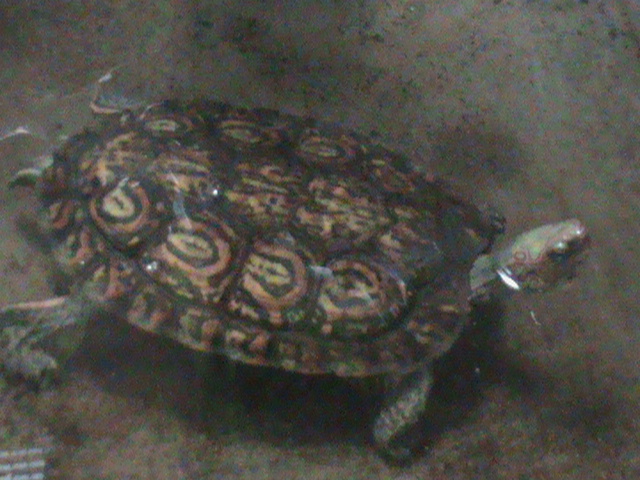 ornate wood turtle 030910