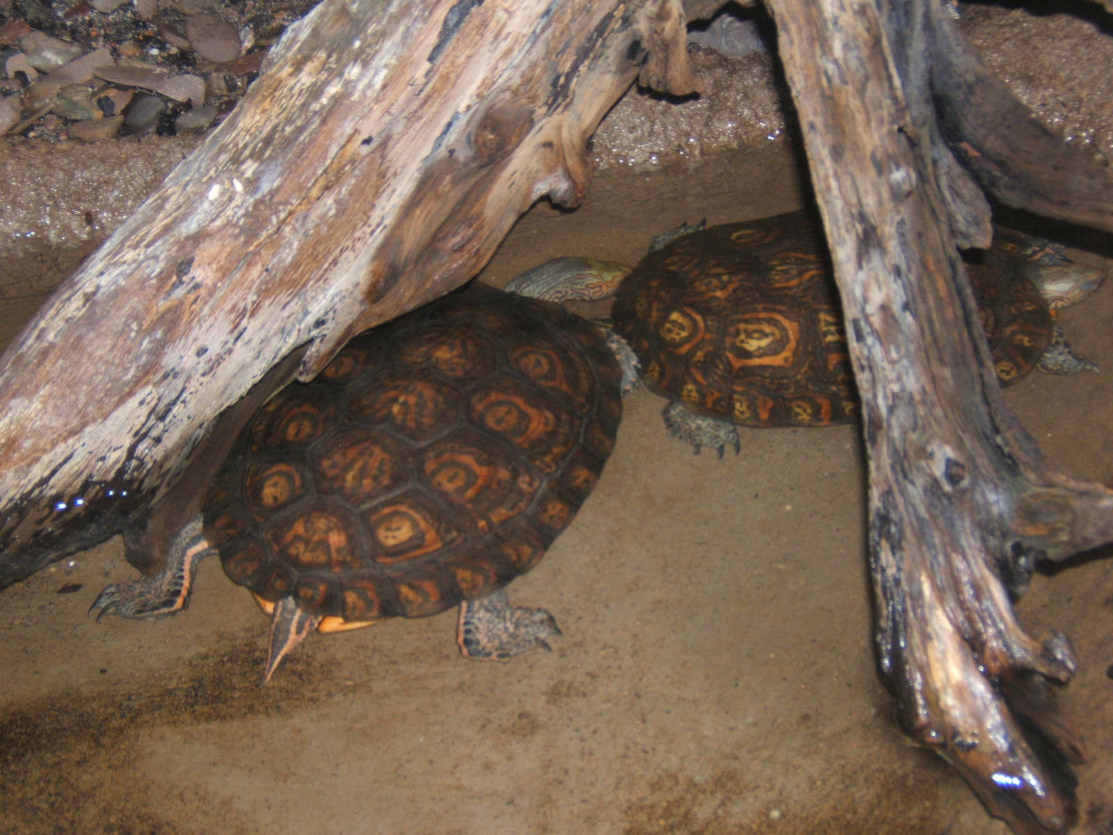 Ornate Wood Turtle (Rhinoclemmys pulcherrima manni)