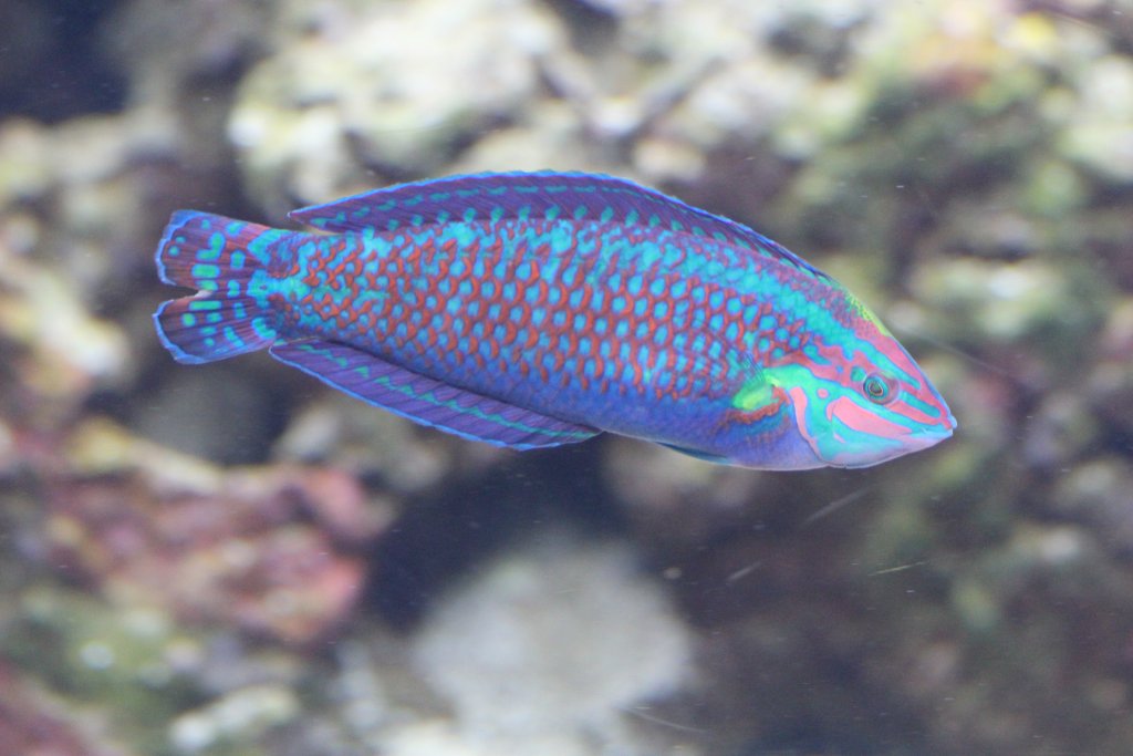 Ornate Wrasse male