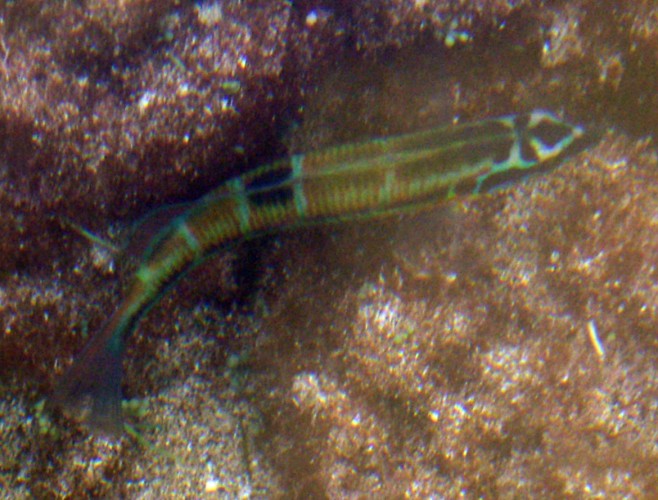 Ornate Wrasse (Thalassoma pavo)