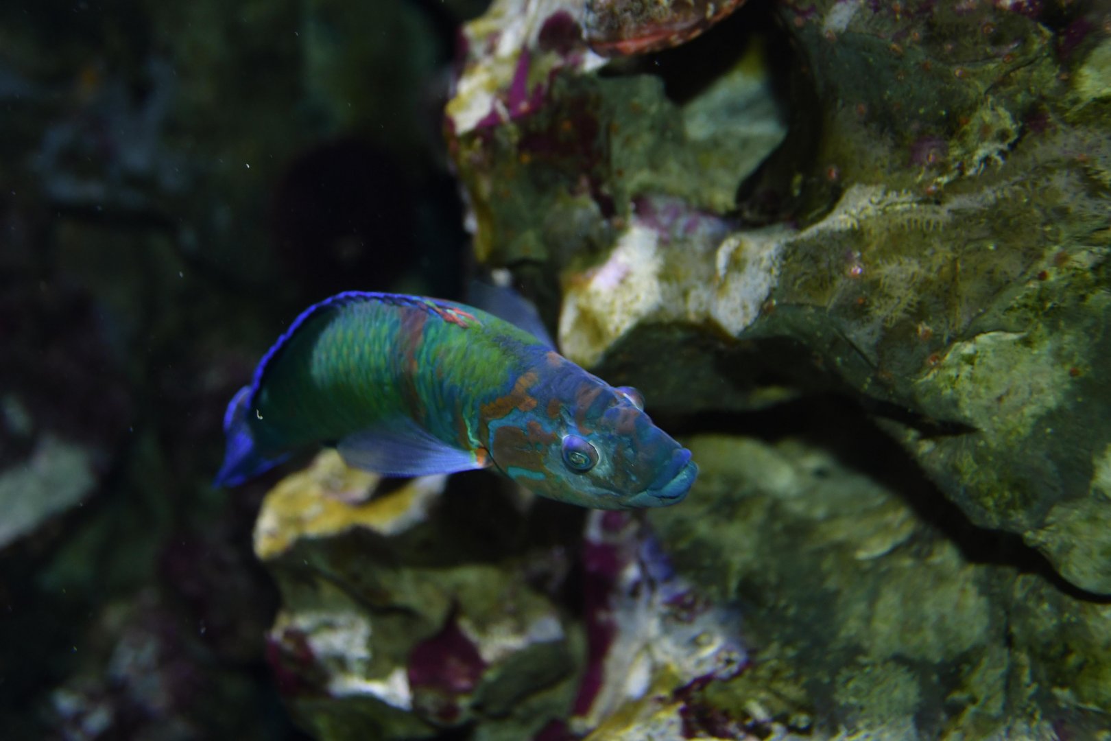 Ornate wrasse (Thalassoma pavo)