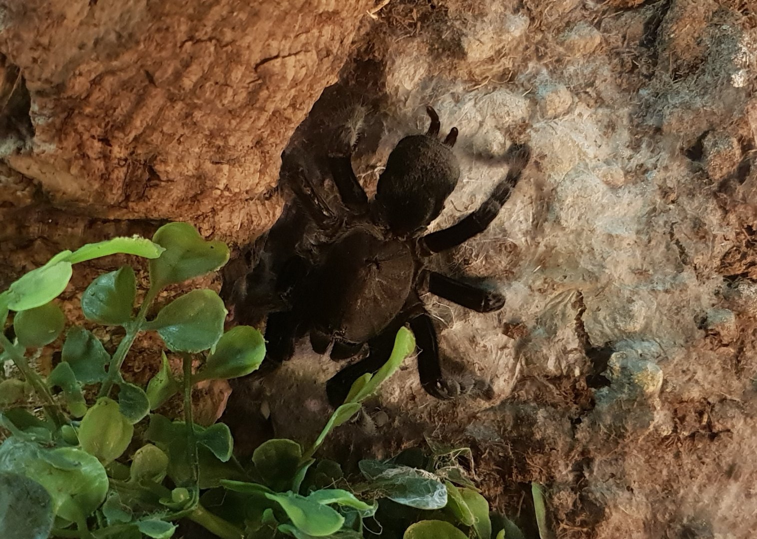 Ornithoctonus species "orange fringe"