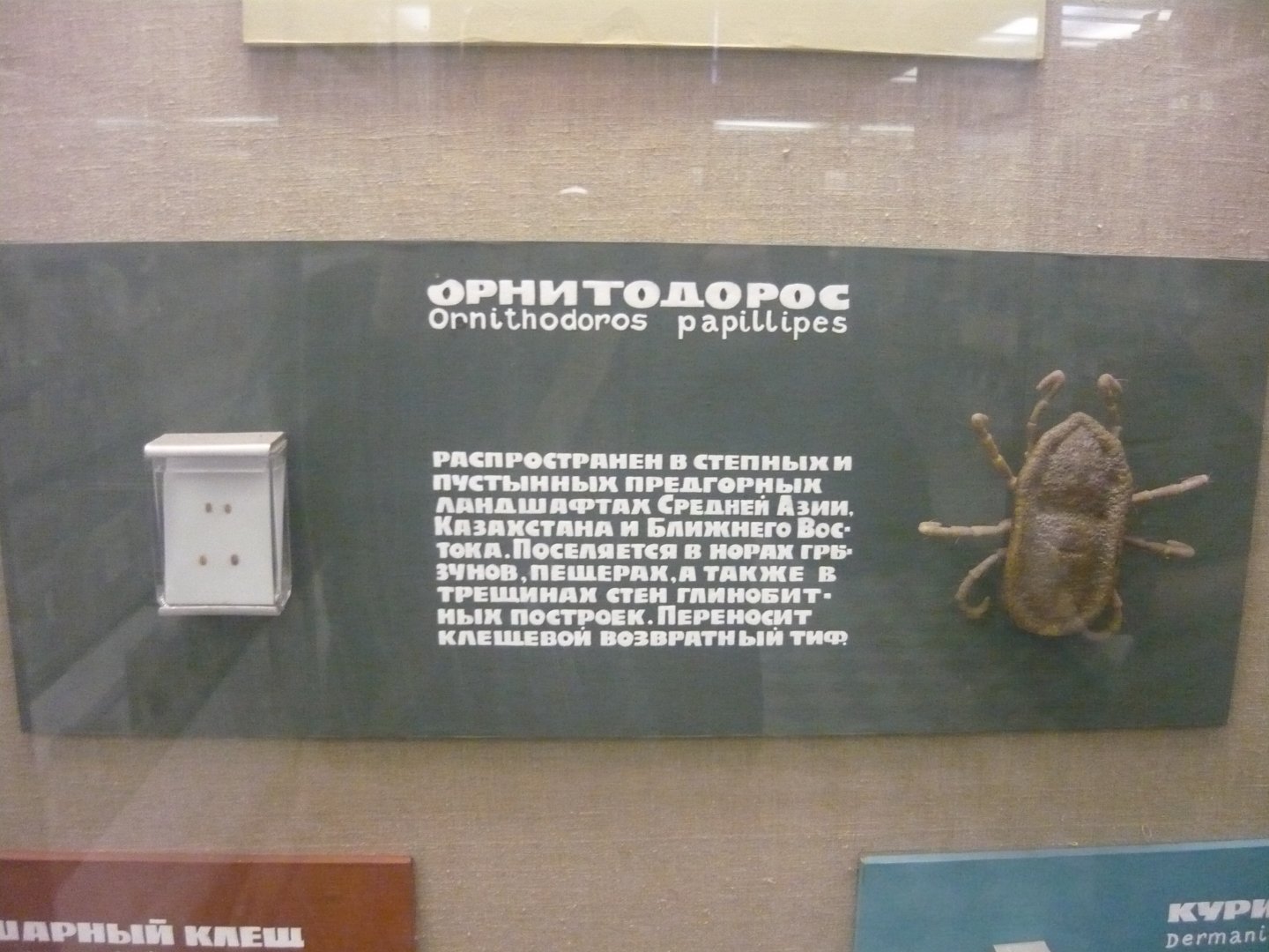 Ornithodorus papillipes