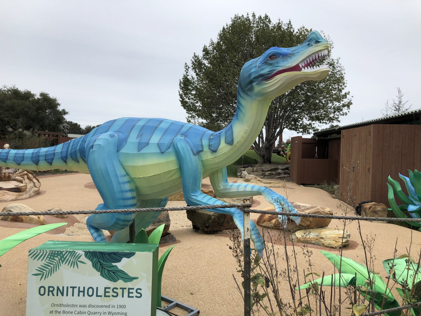 Ornitholestes hermanni