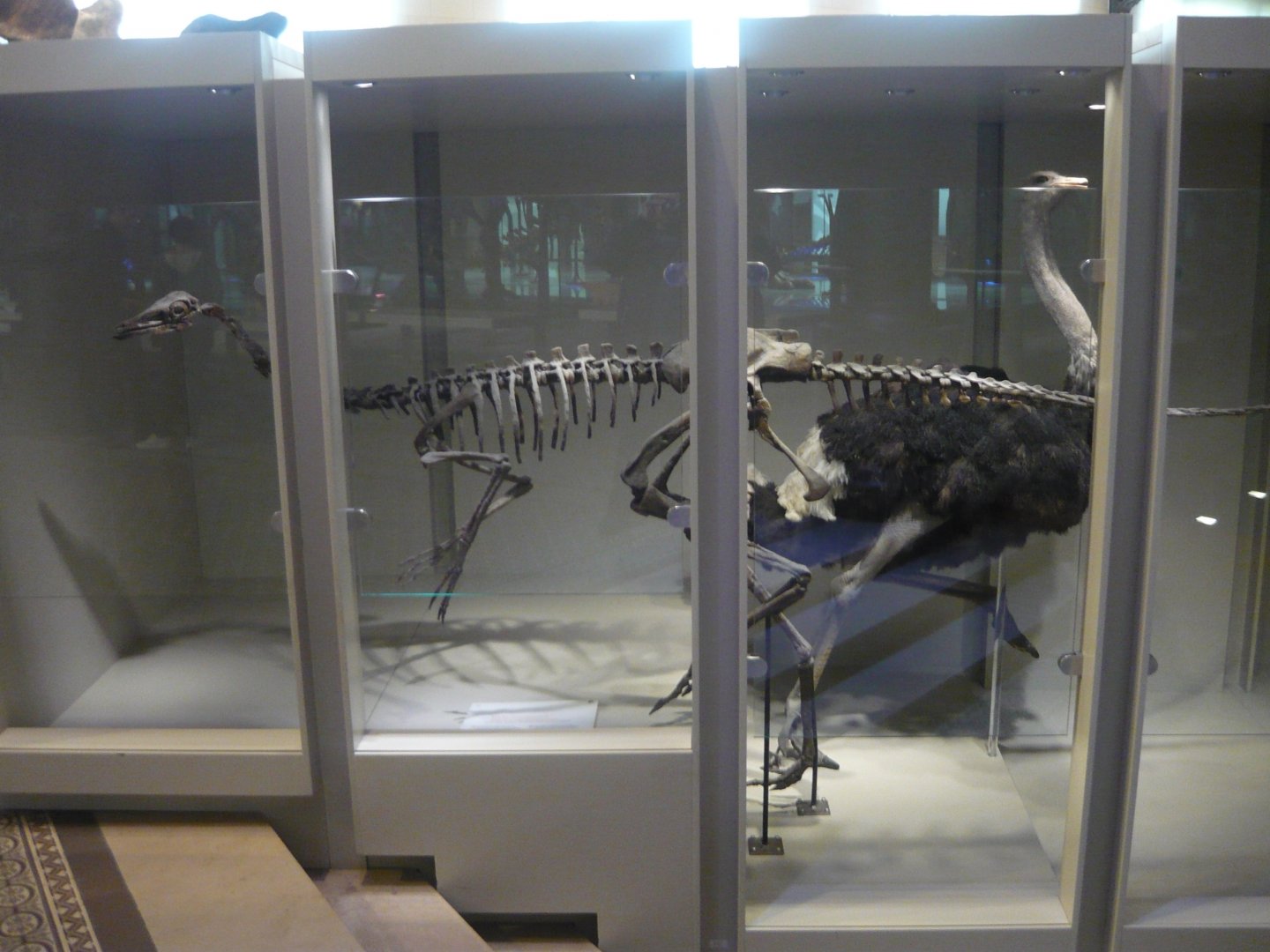 Ornithomimid and Ostrich