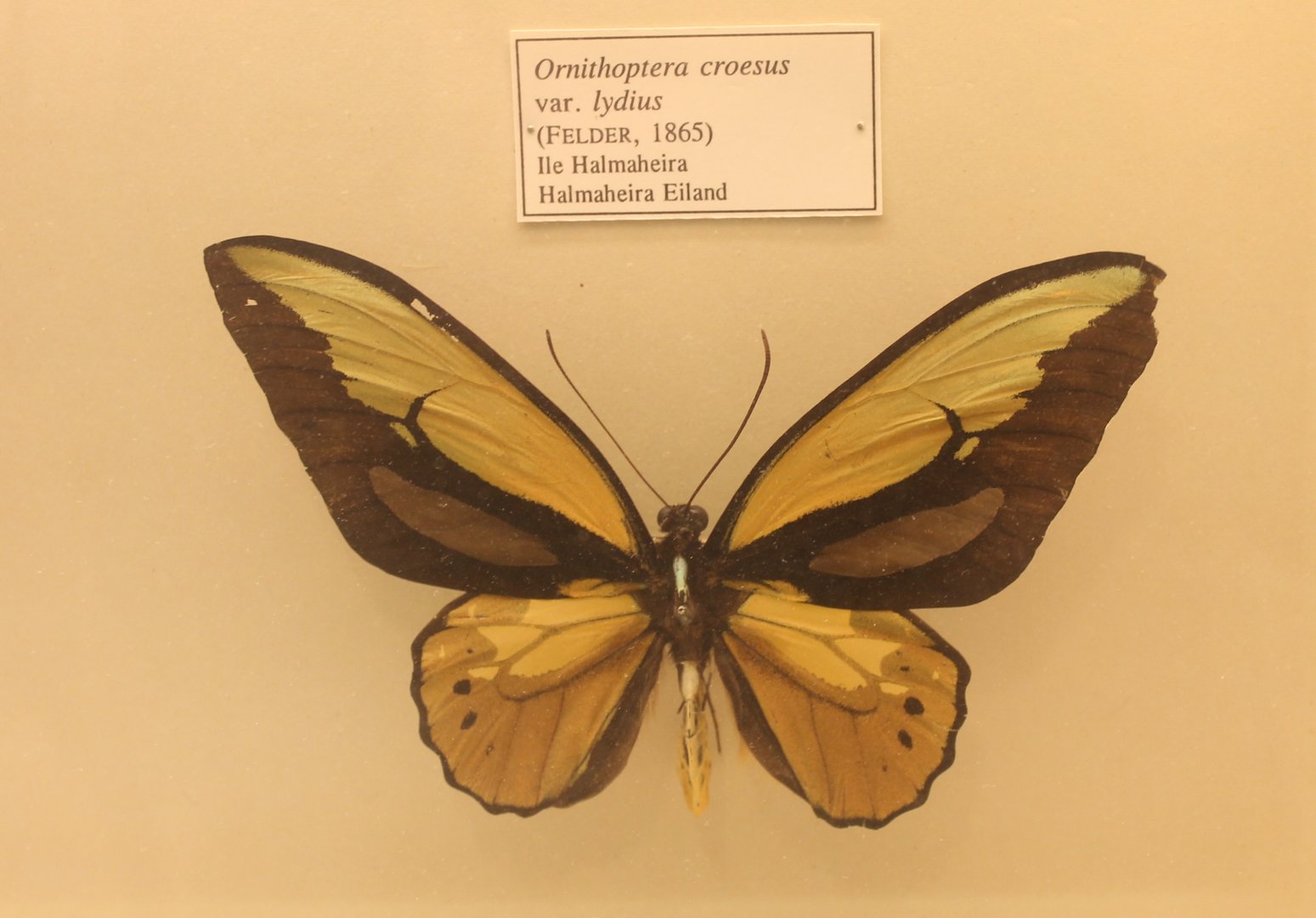 Ornithoptera croesus