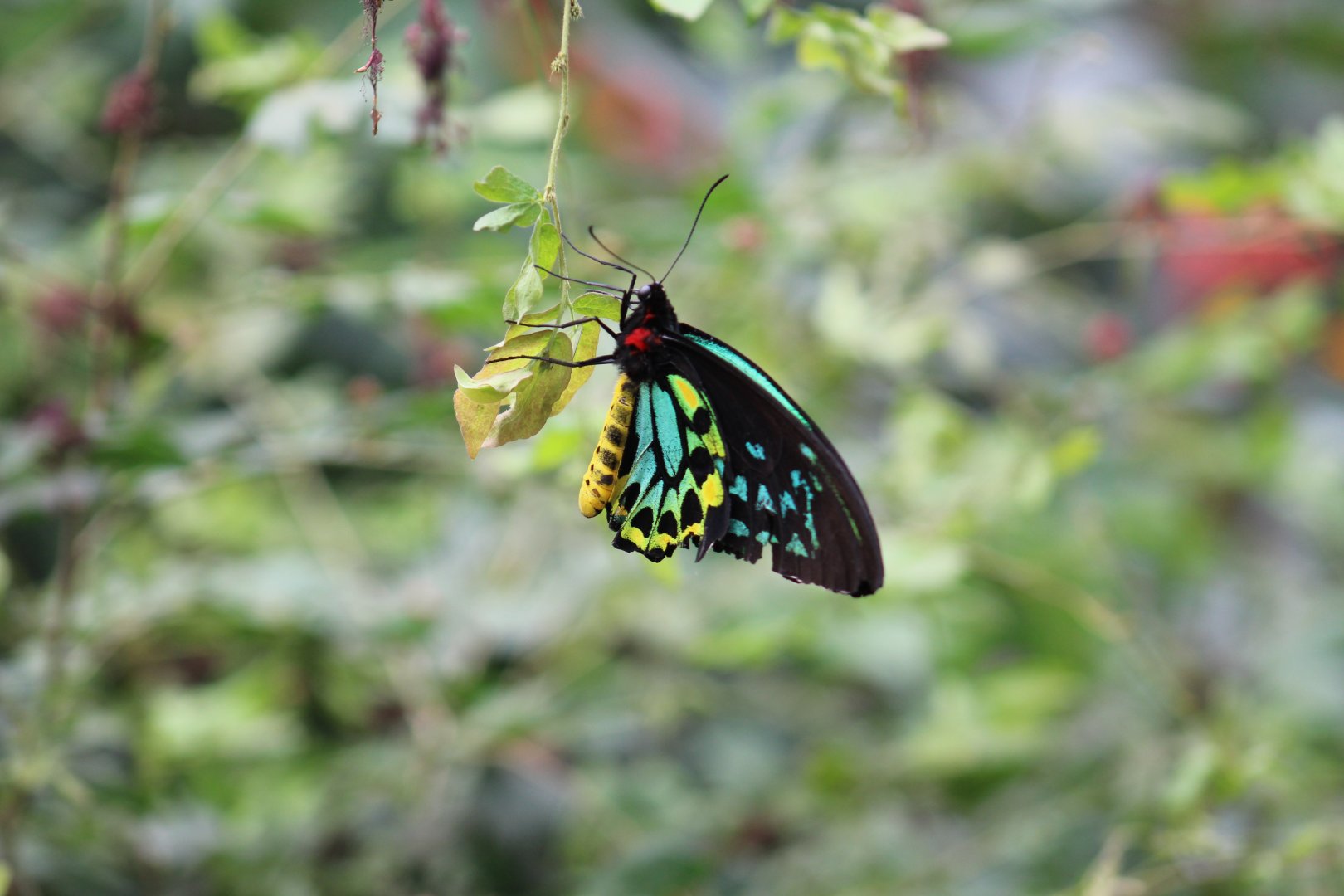 Ornithoptera priamus - Magic Wings Butterfly Conservatory