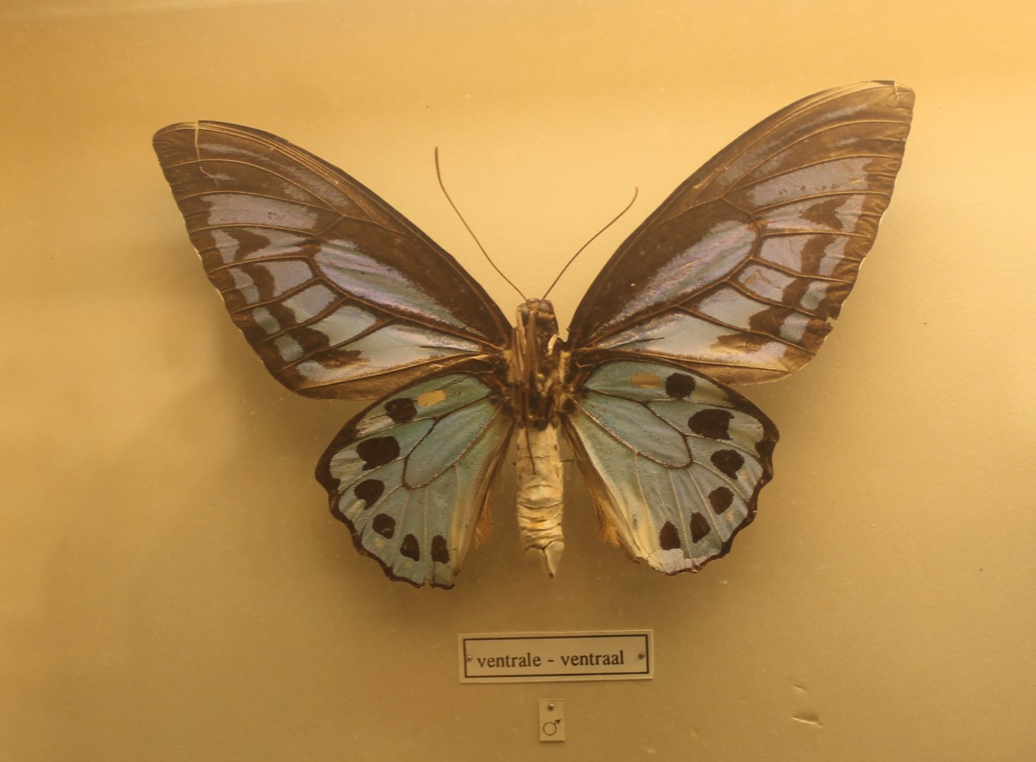 Ornithoptera priamus urvillianus