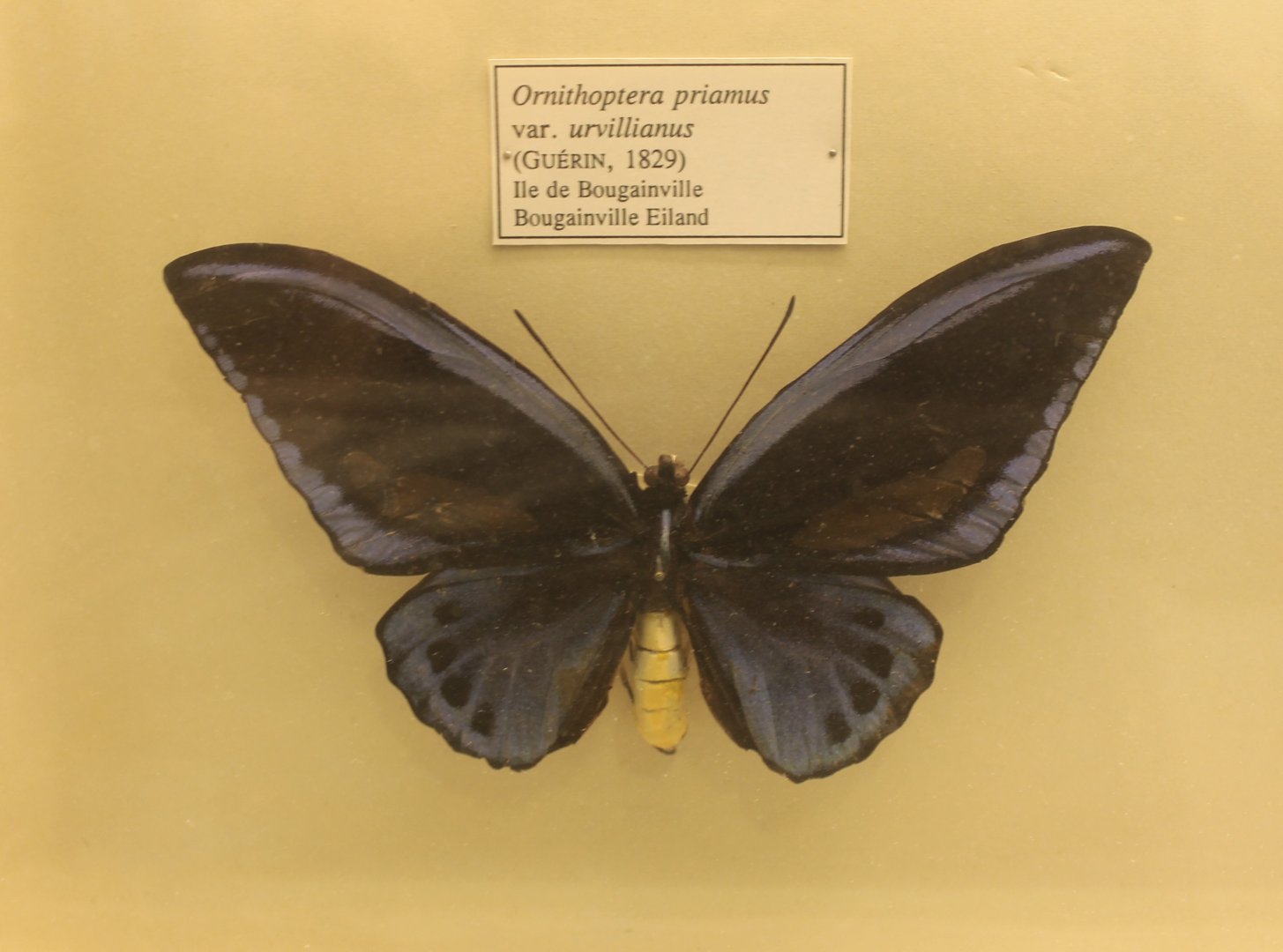 Ornithoptera priamus urvillianus