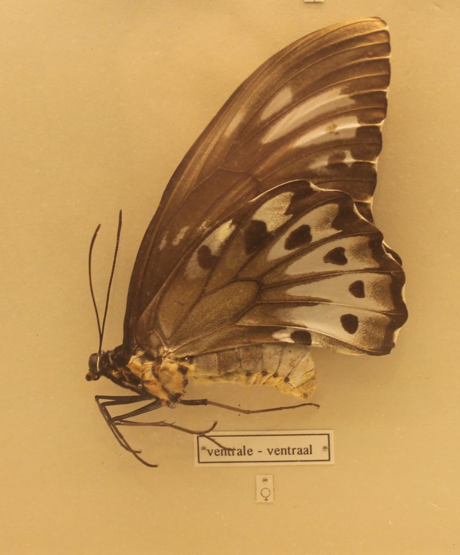 Ornithoptera priamus