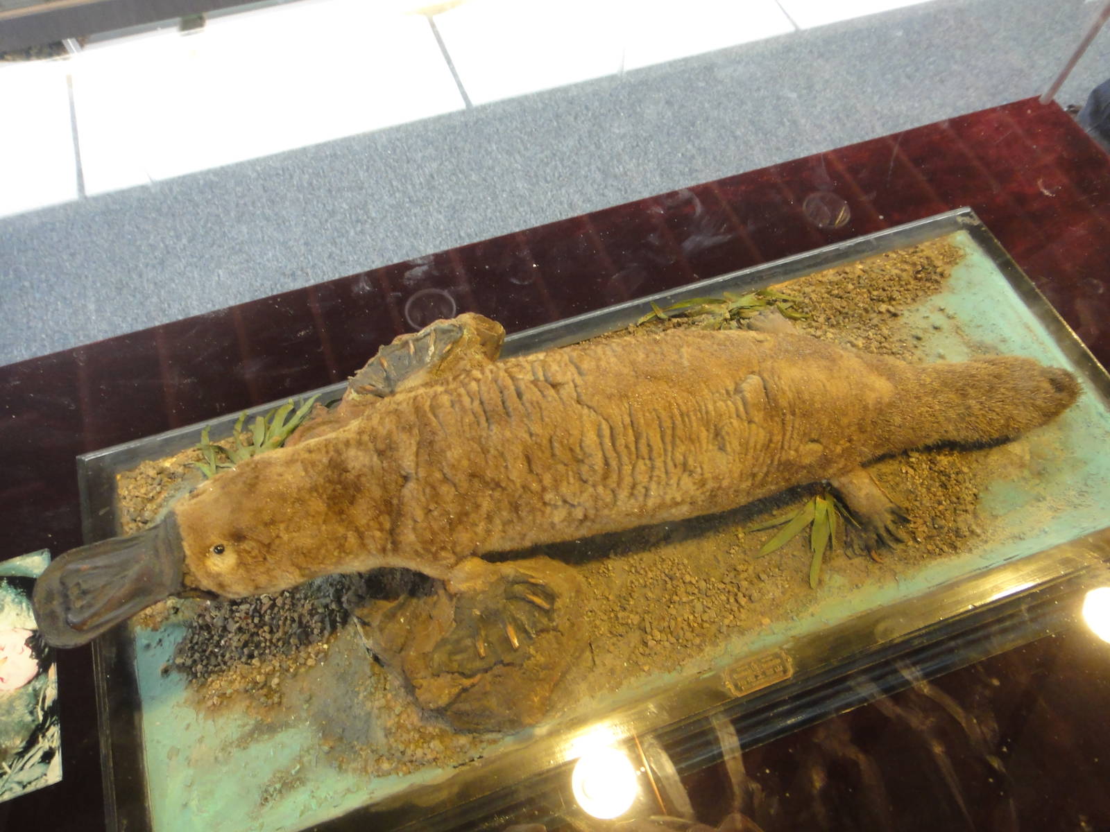 Ornithorhynchus anatinus (Period of ROC)