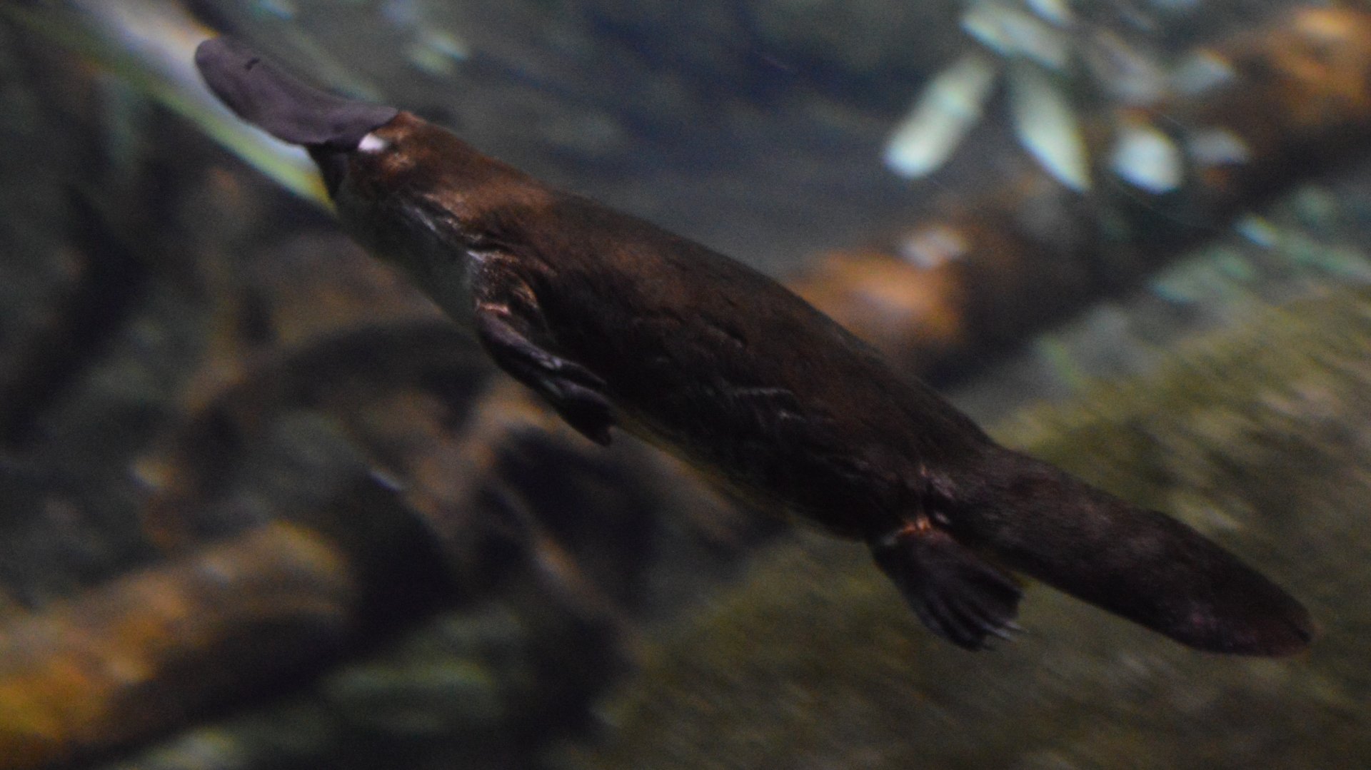 Ornithorhynchus anatinus