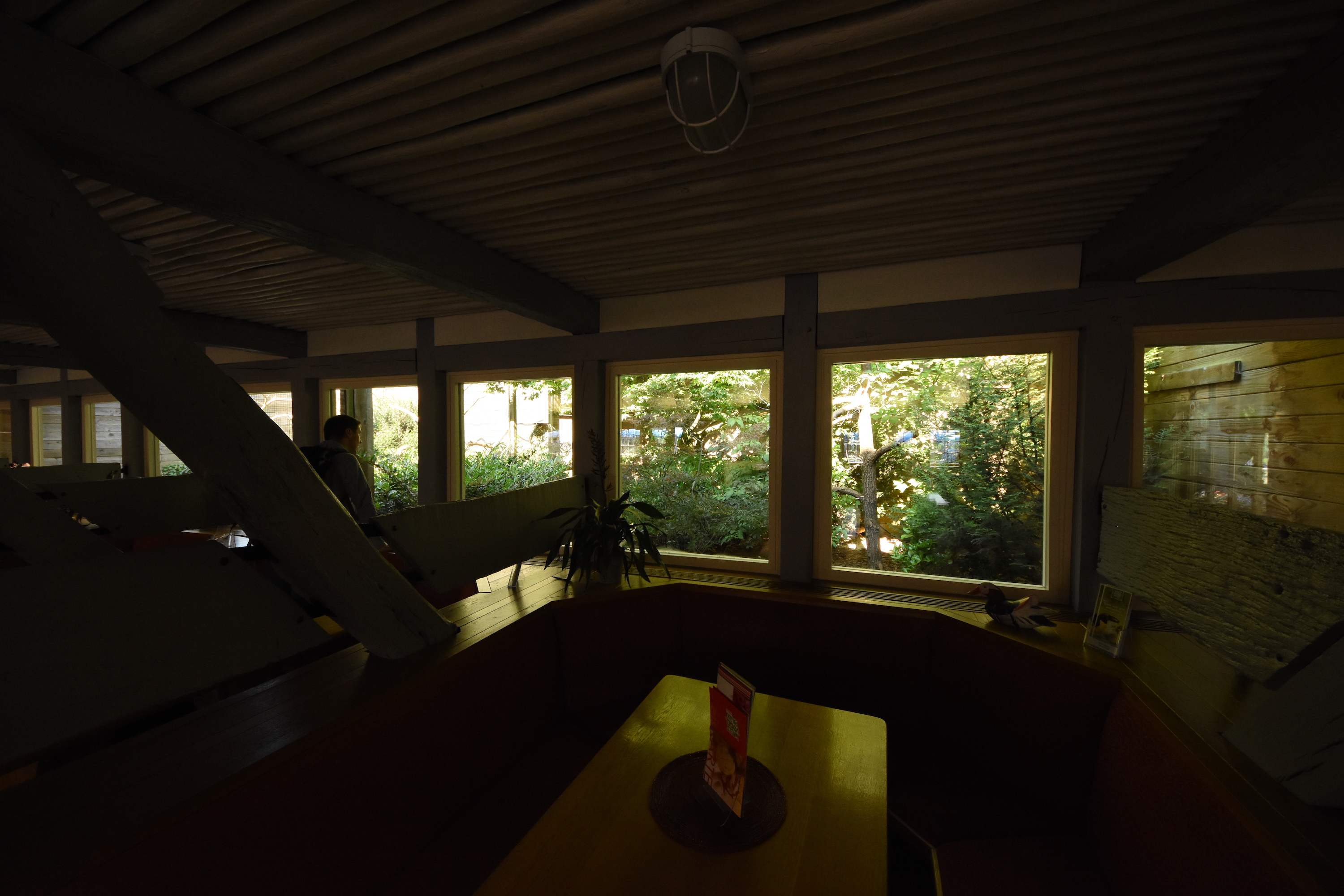 Oropendola aviaries in the restaurant