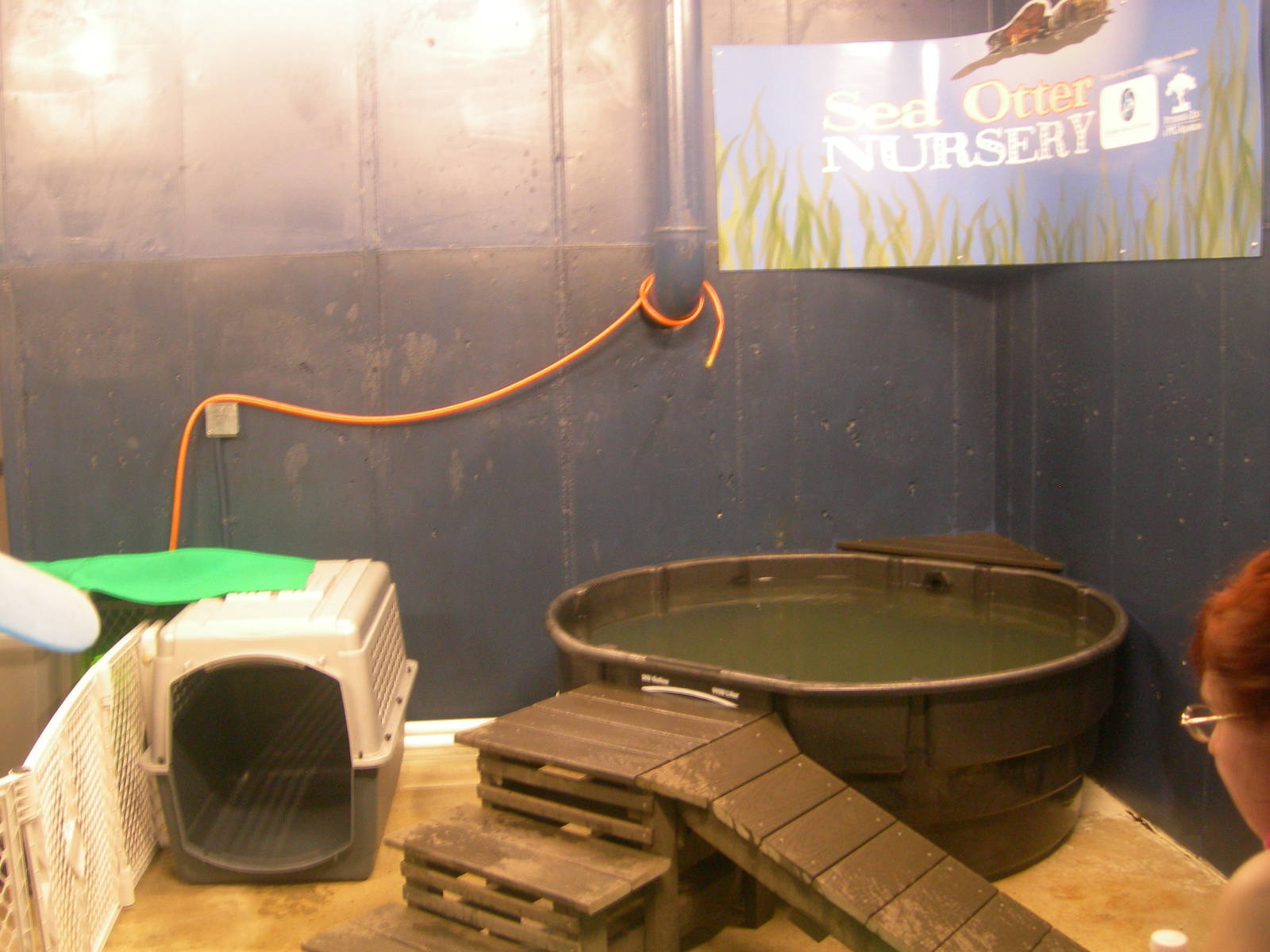 Orphaned Baby Northern sea otter nursery exhibit