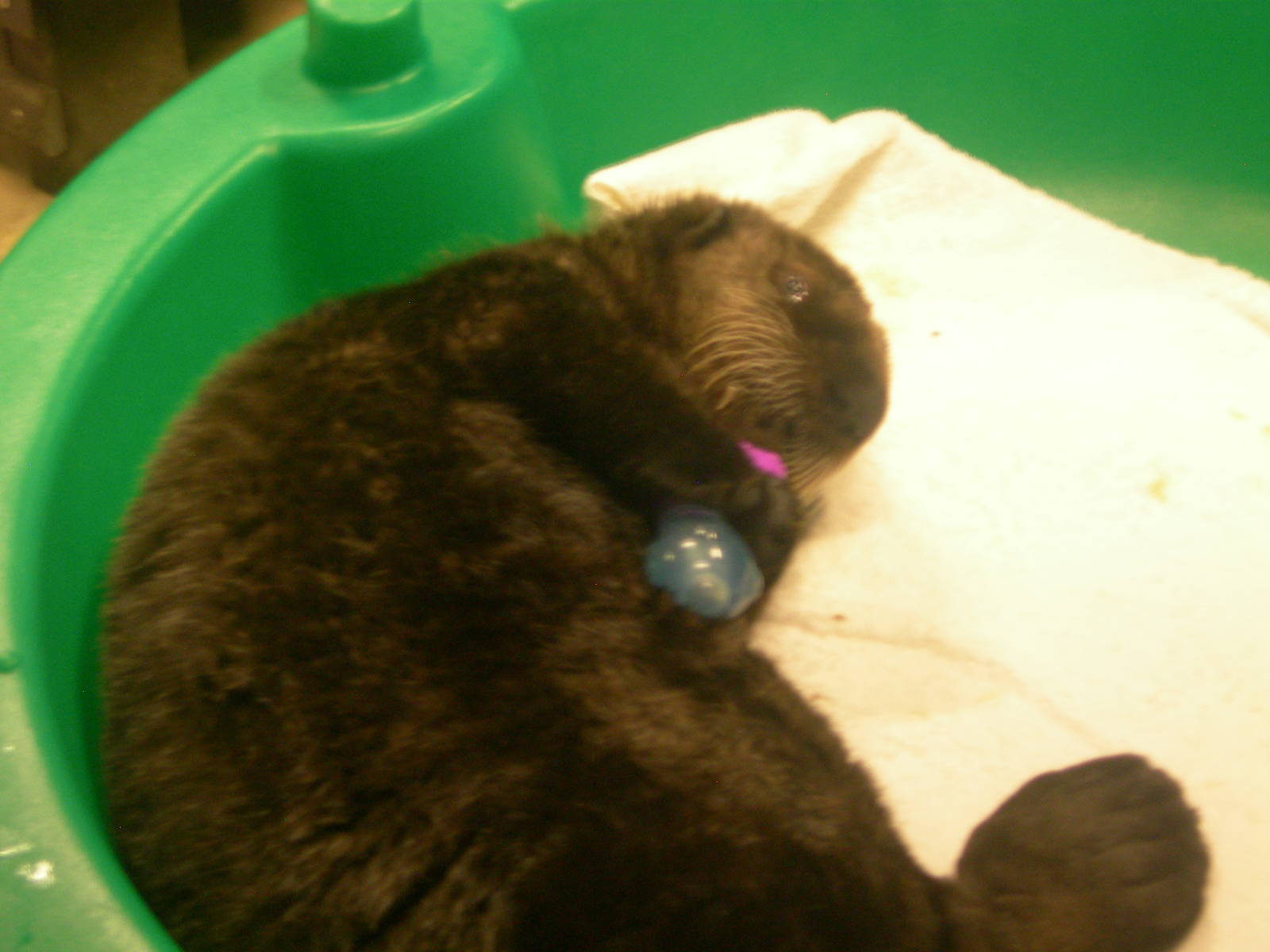 Orphaned Baby Northern sea otter