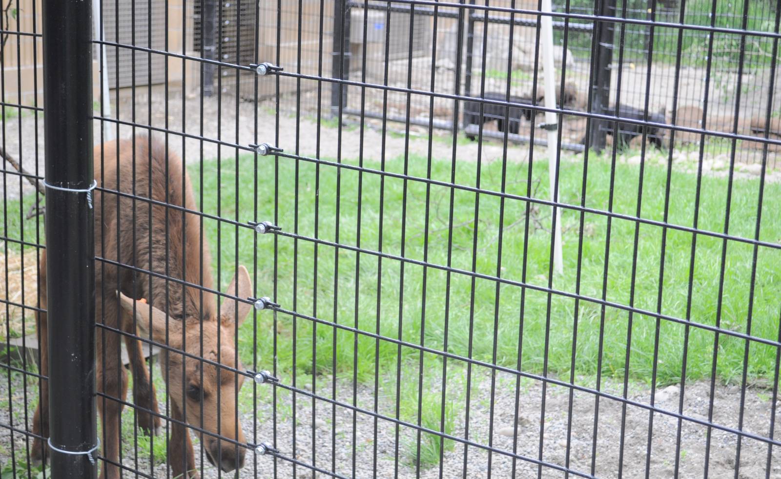 Orphaned Moose and American Black Bears