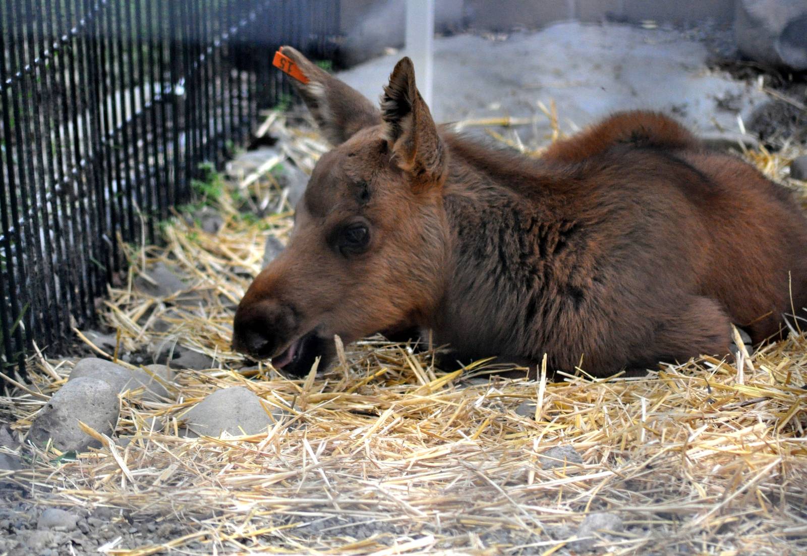 Orphaned Moose Calf